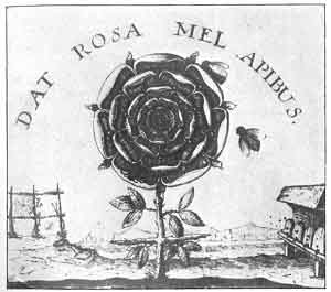 PLATE XXIV. THE ROSE TREE OF THE ROSICRUCIANS<br> (Frontispiece, <i>Summum Bonum</i>; Robert Fludd, 1629)